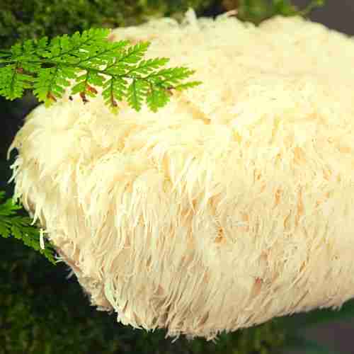 Lion's Mane and Its Effects on Hair Loss and Hair Growth
