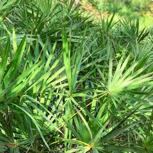 7 Best Saw Palmetto Supplements for Hair Loss Supplement Guidance