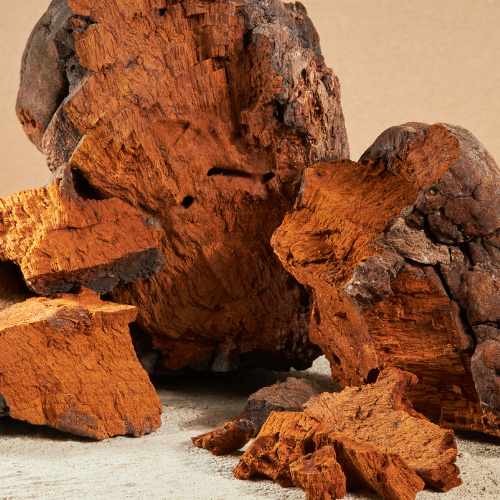 Turkey Tails and Chaga Mushrooms Help With Hair Growth