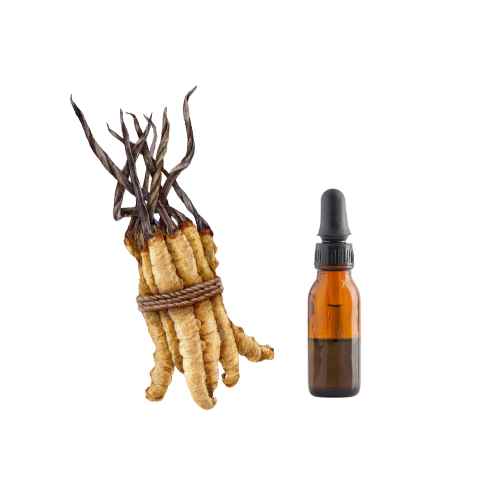 Cordyceps and the effects on hair loss and hair growth